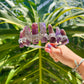 A hand holds a silver crescent moon tiara adorned with purple amethyst crystals against a background of large green monstera leaves.